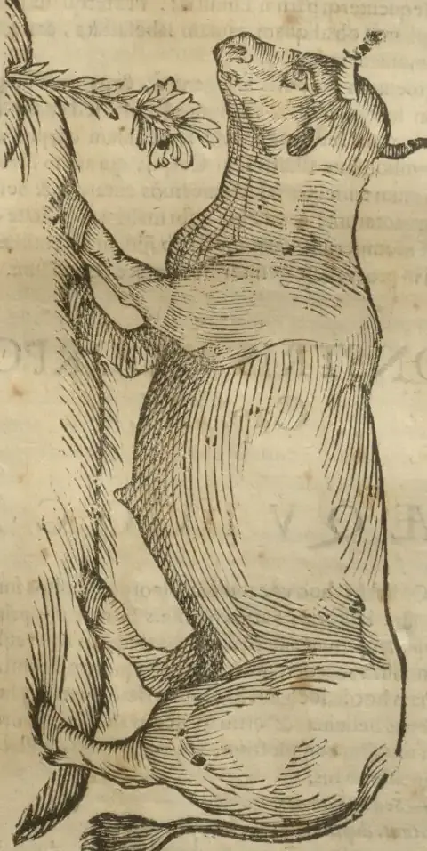 Illustration from page 605