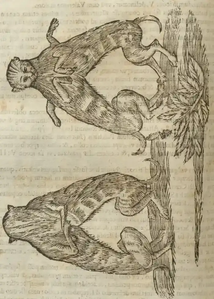 Illustration from page 620