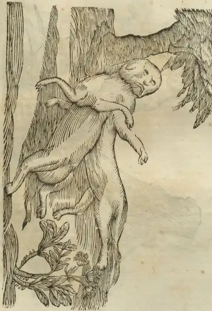 Illustration from page 621