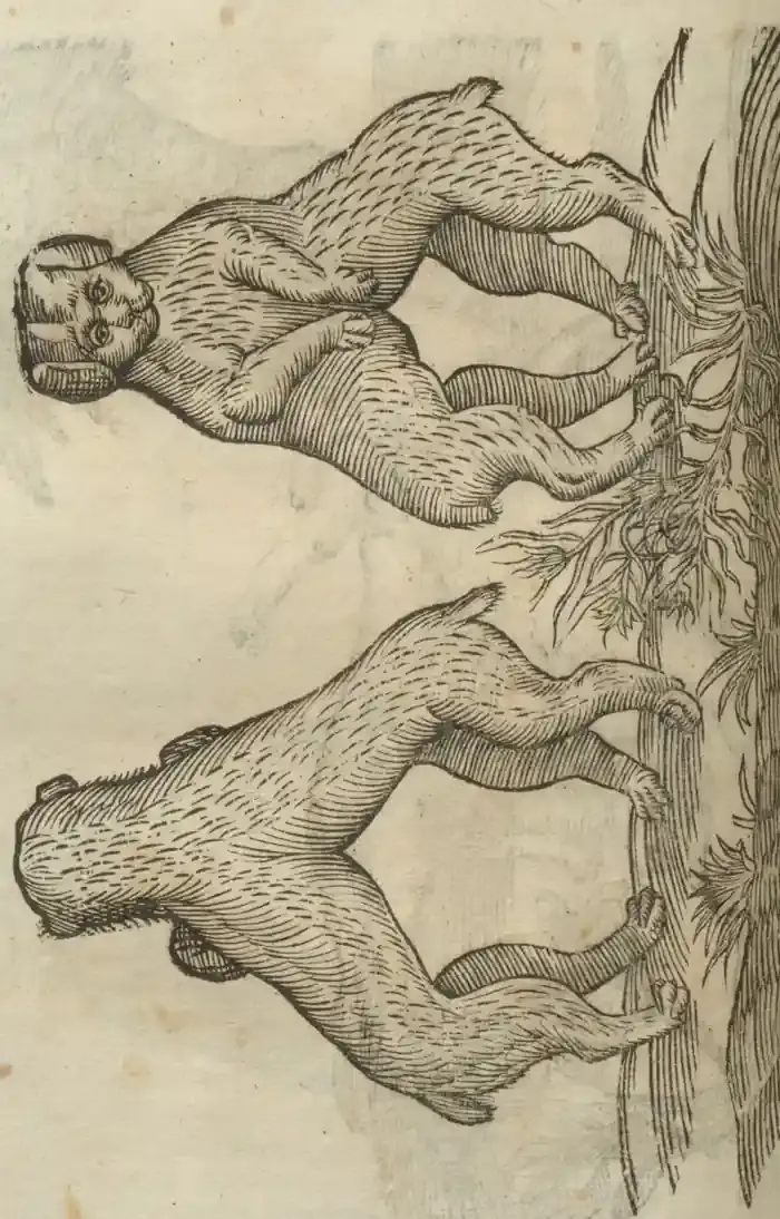 Illustration from page 622