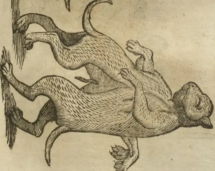 Illustration from page 623