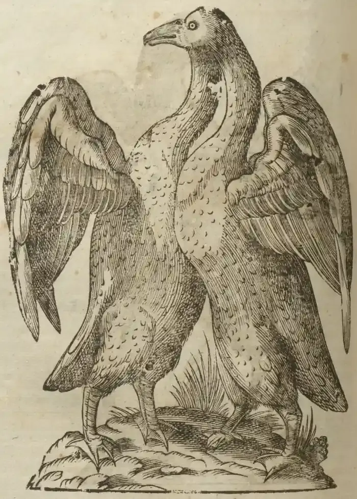 Illustration from page 626