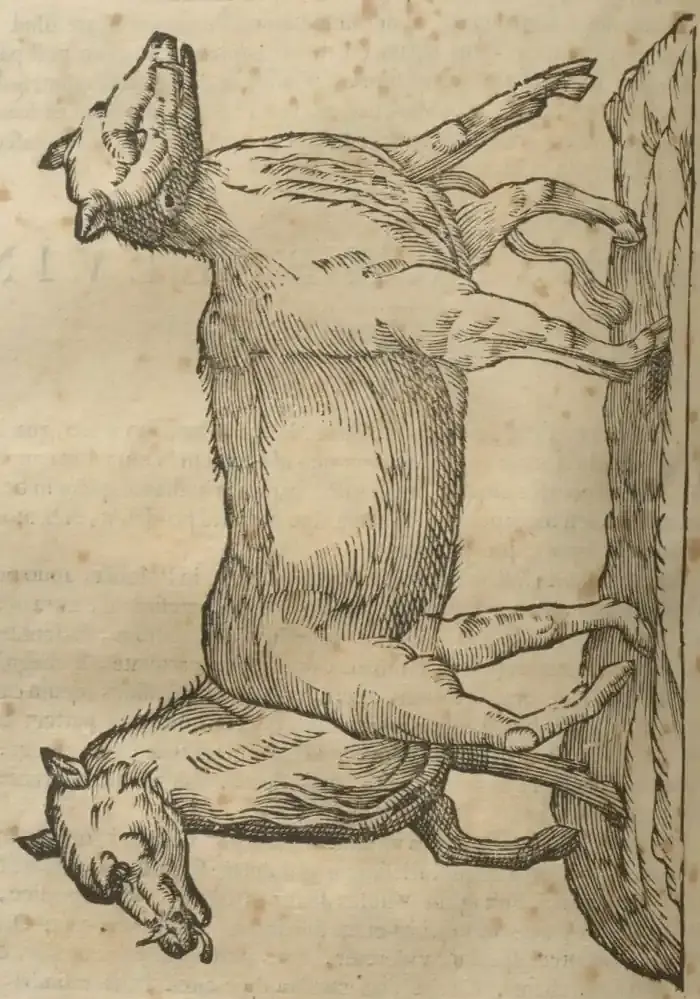 Illustration from page 656