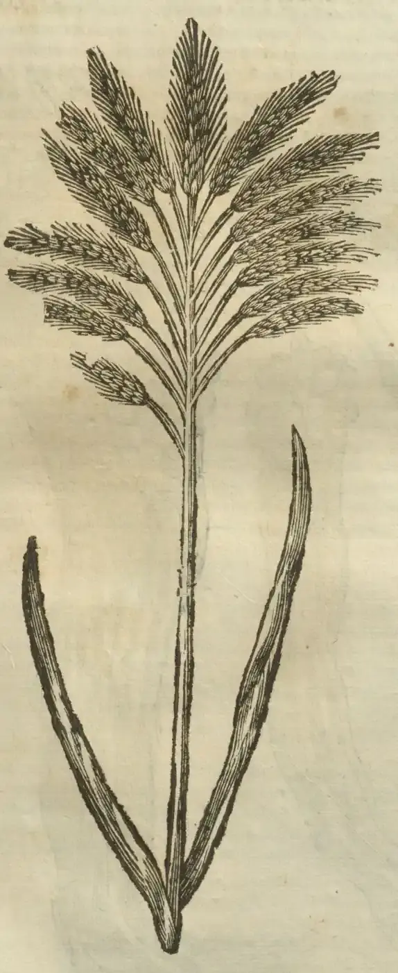 Illustration from page 667