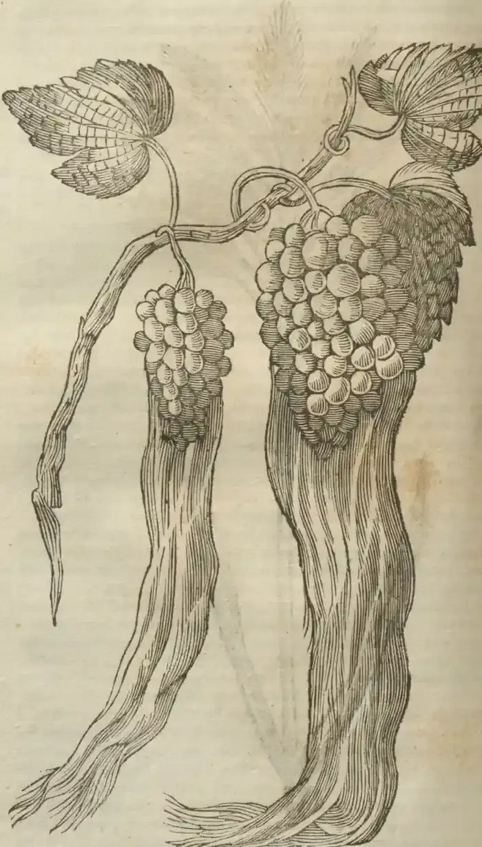 Illustration from page 668