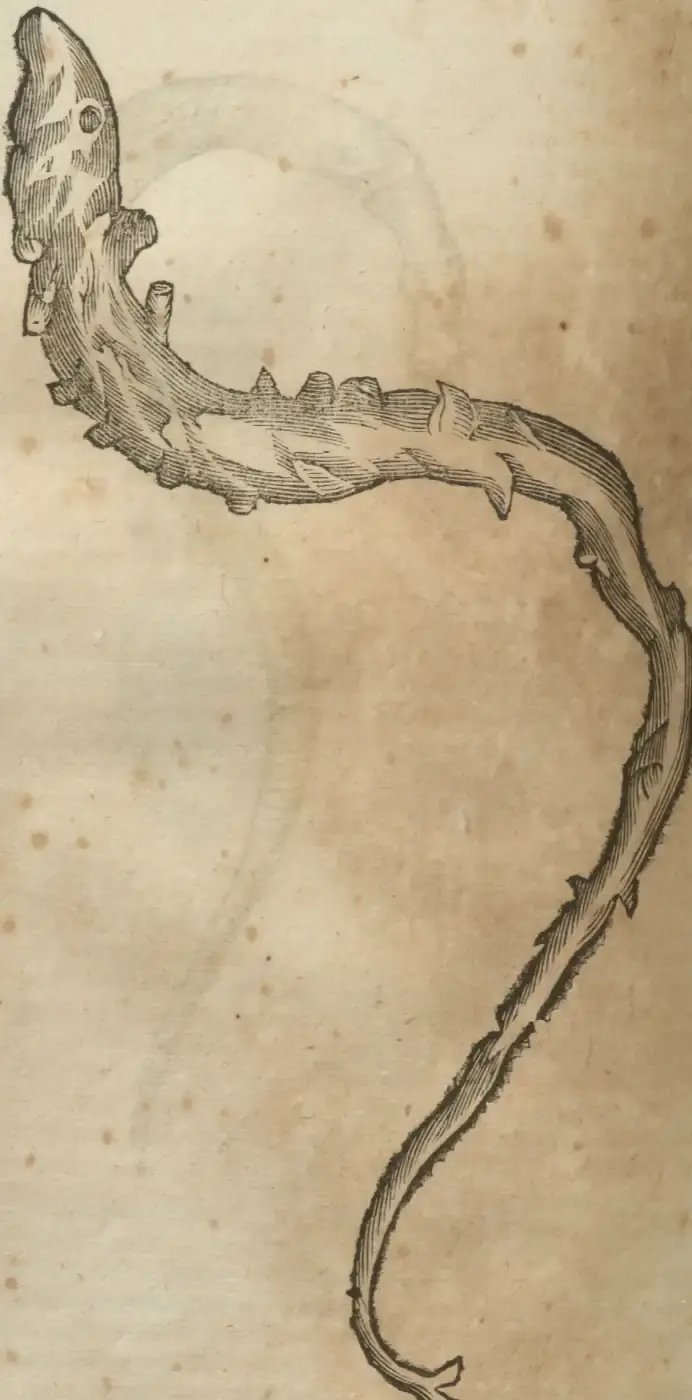 Illustration from page 672