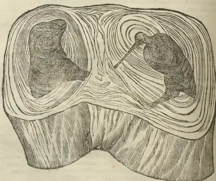 Illustration from page 674
