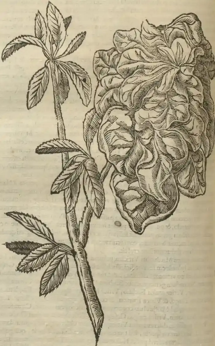Illustration from page 678