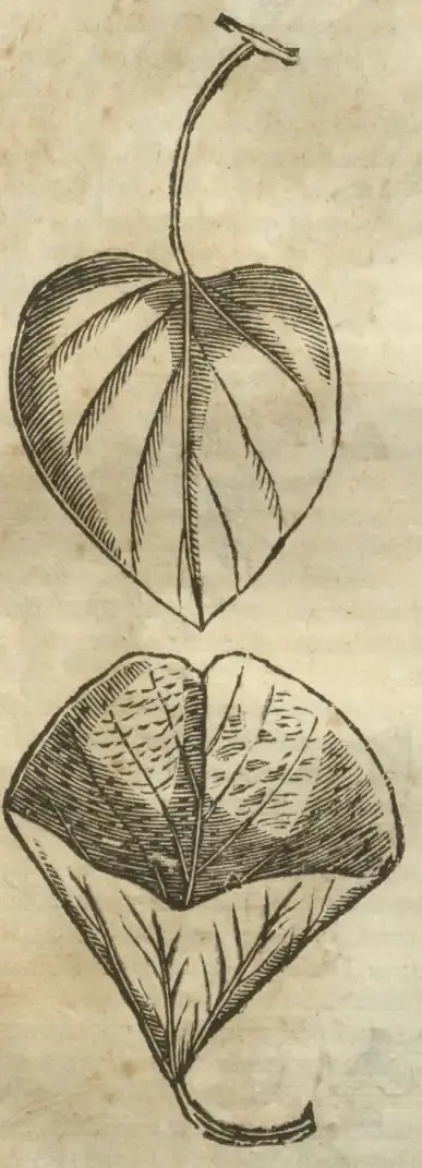 Illustration from page 681