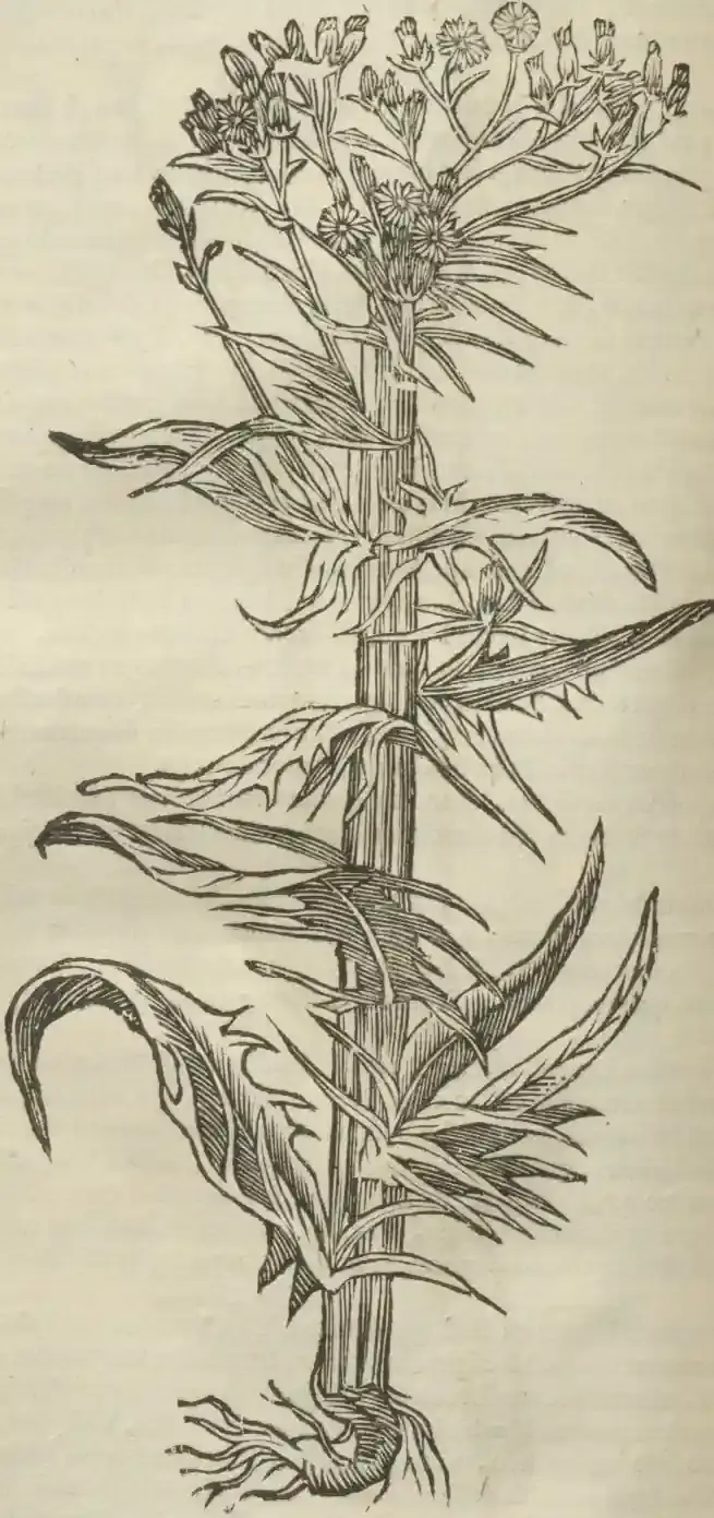Illustration from page 684