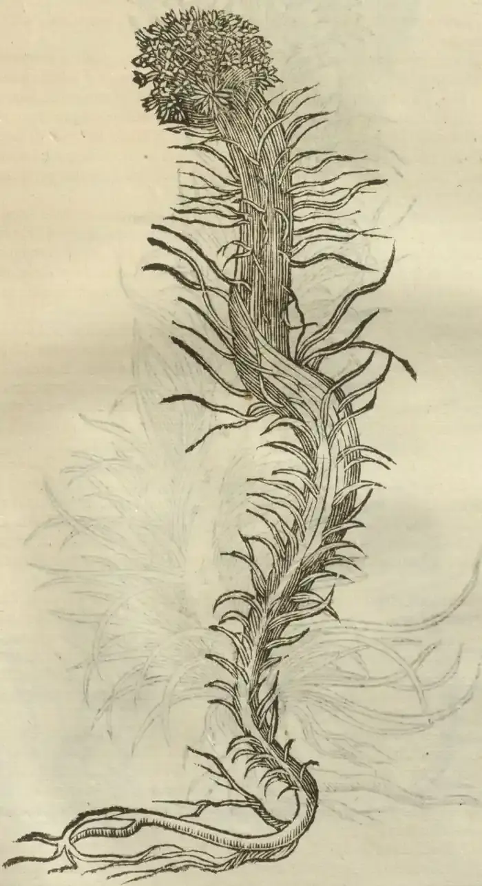 Illustration from page 687