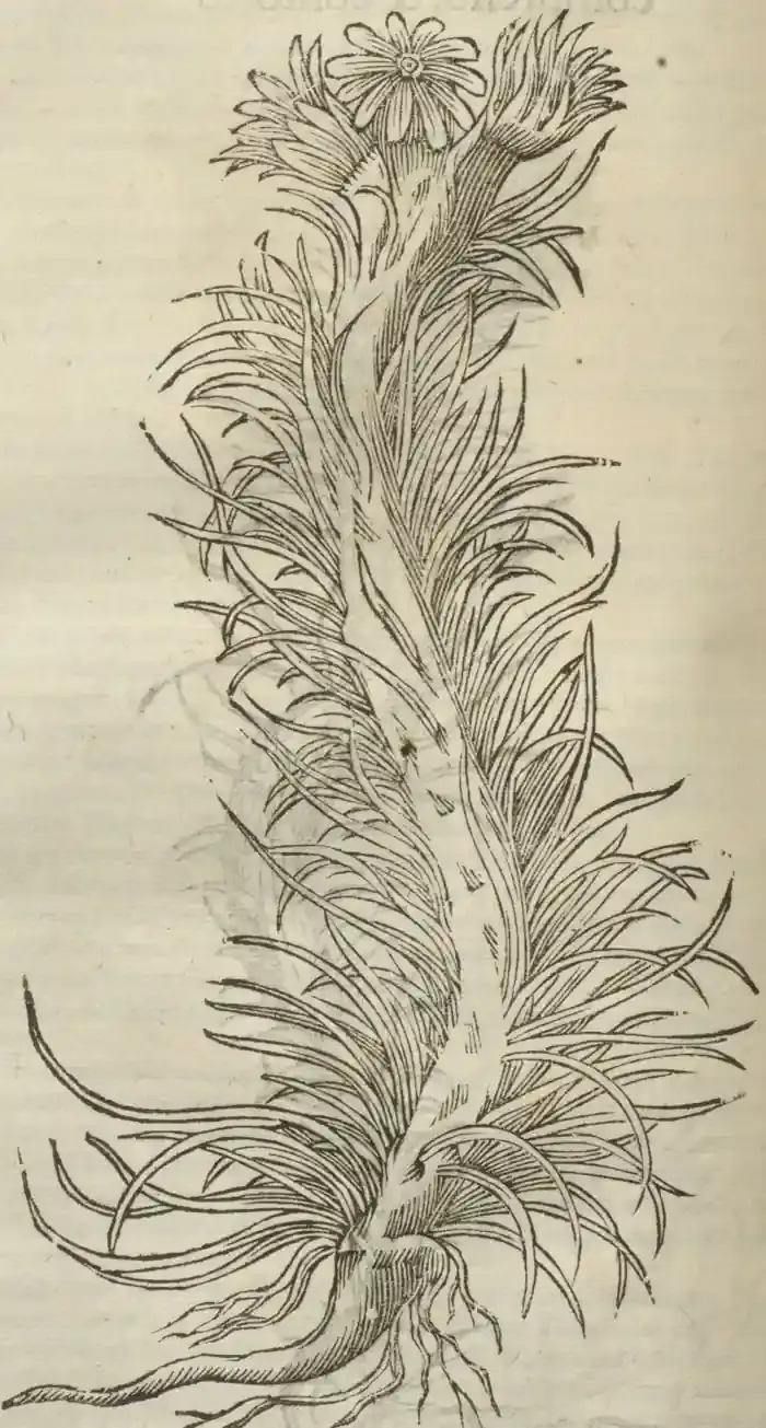 Illustration from page 688