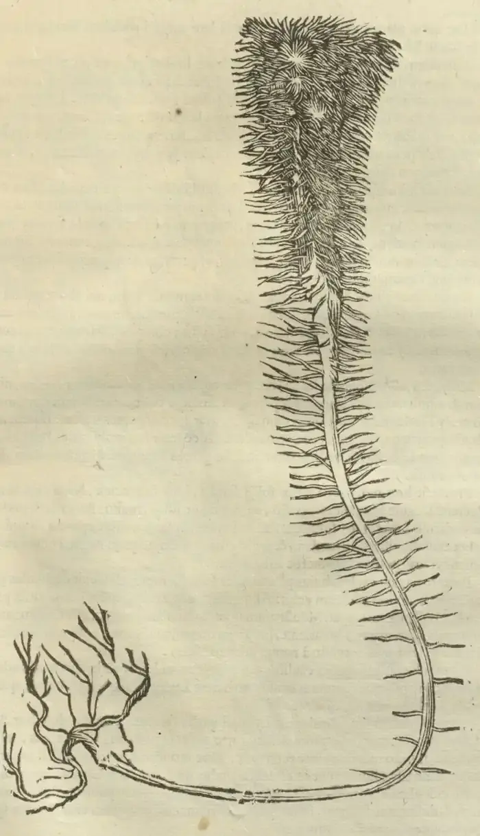 Illustration from page 689