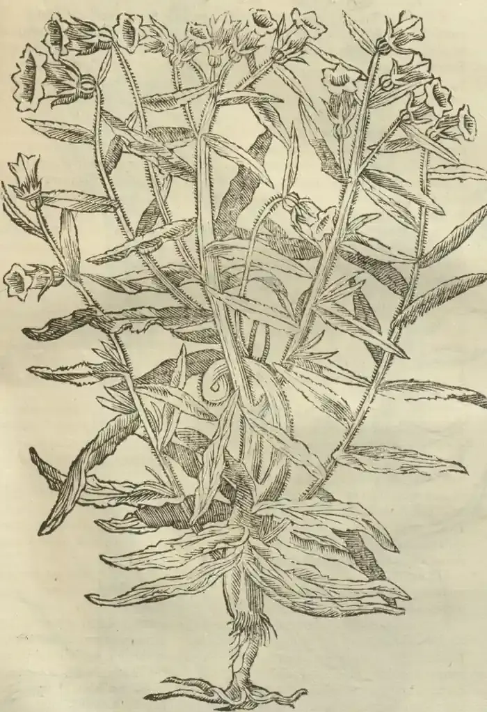Illustration from page 691