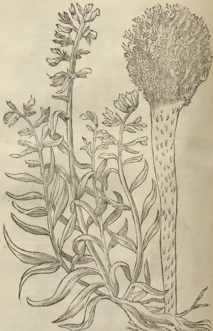 Illustration from page 692