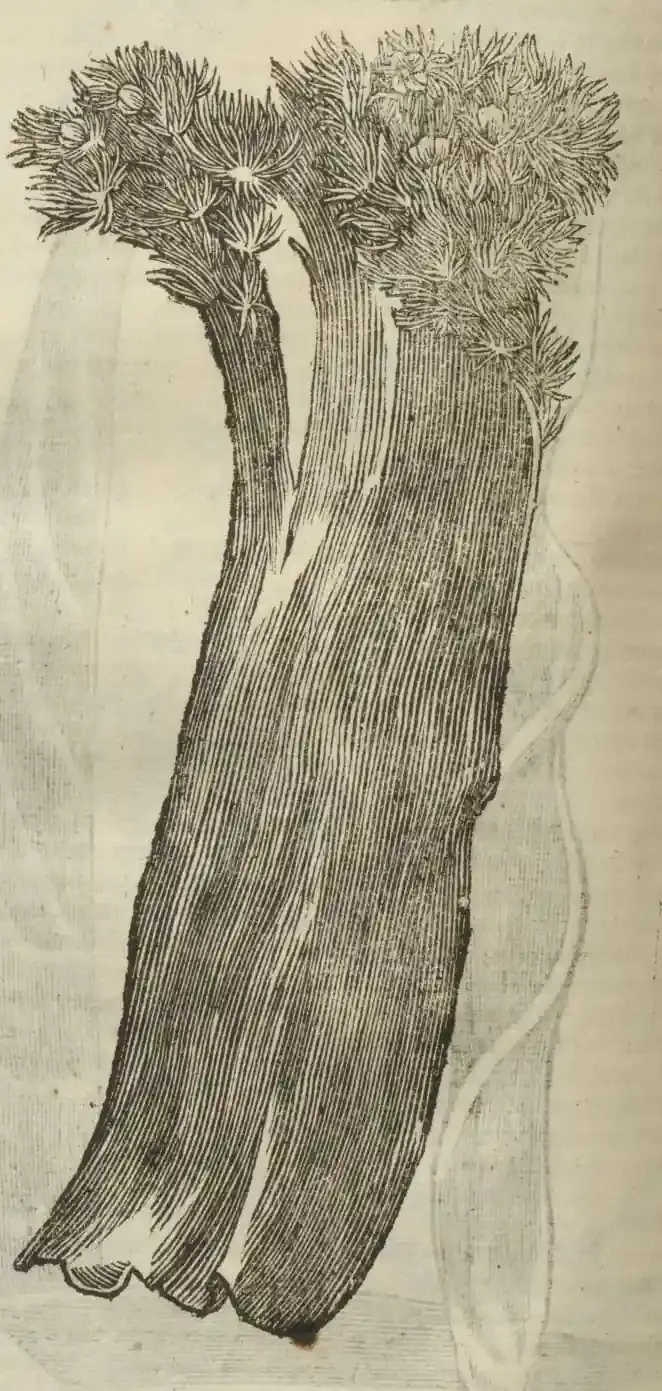 Illustration from page 694