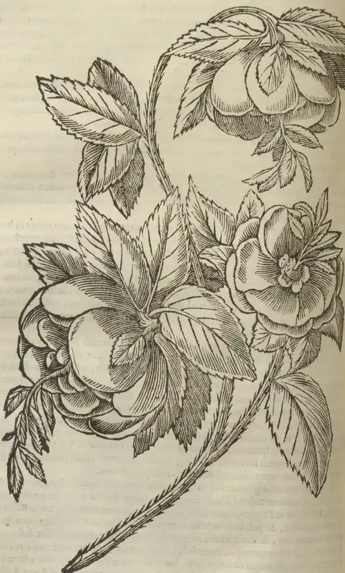 Illustration from page 696
