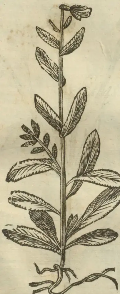 Illustration from page 699