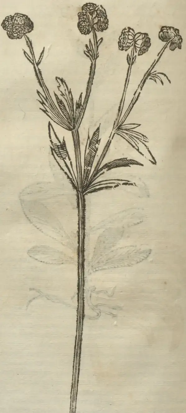 Illustration from page 700