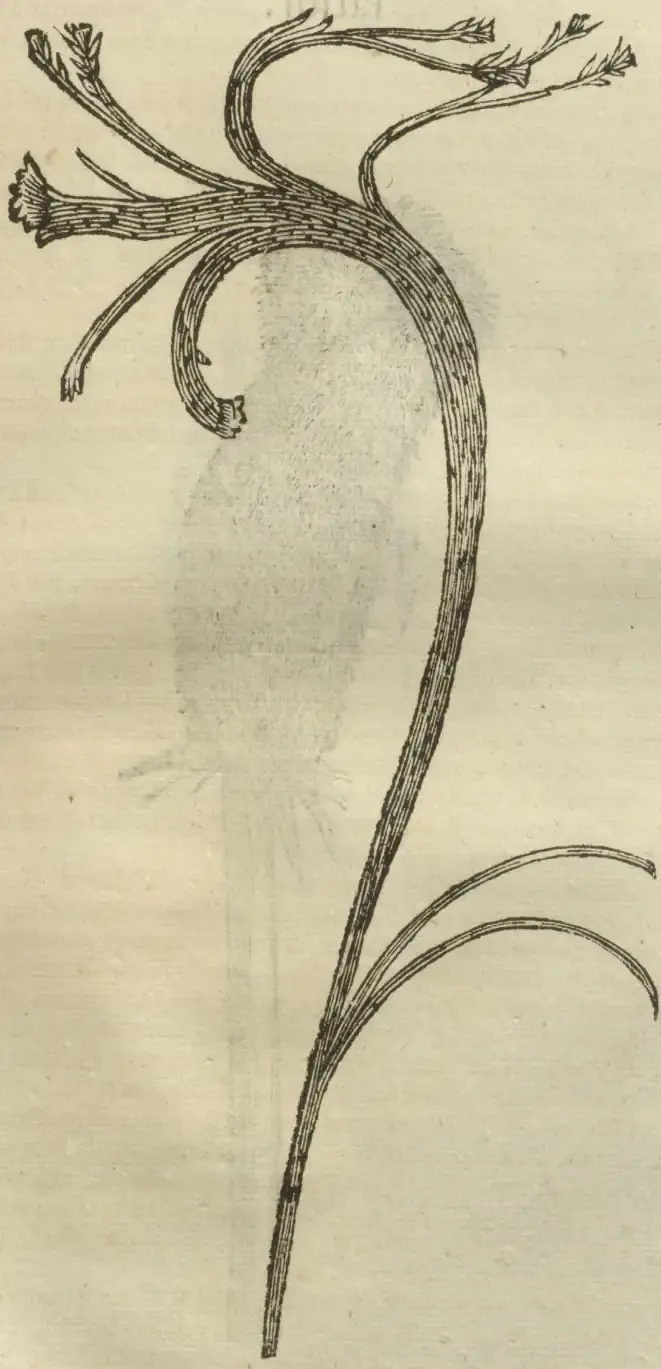 Illustration from page 703