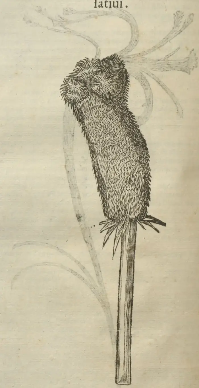Illustration from page 704