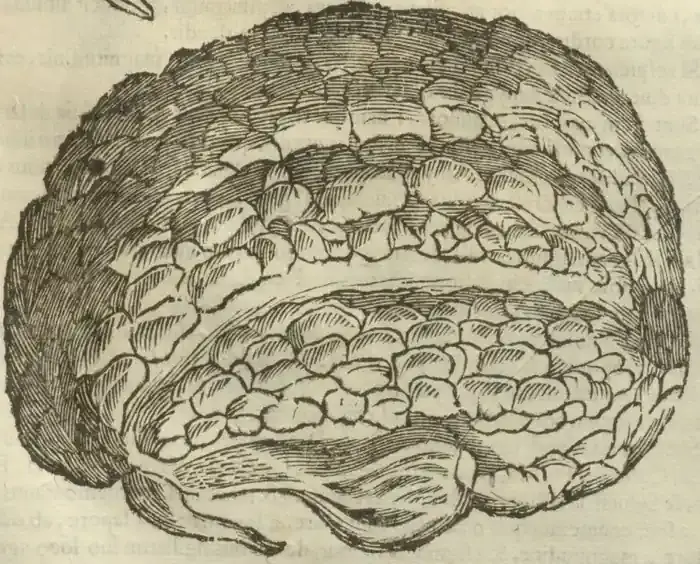 Illustration from page 707