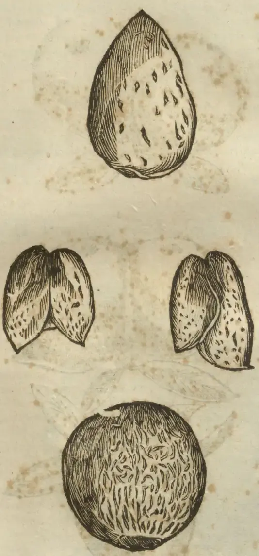 Illustration from page 709