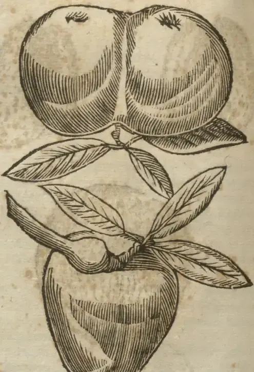 Illustration from page 710