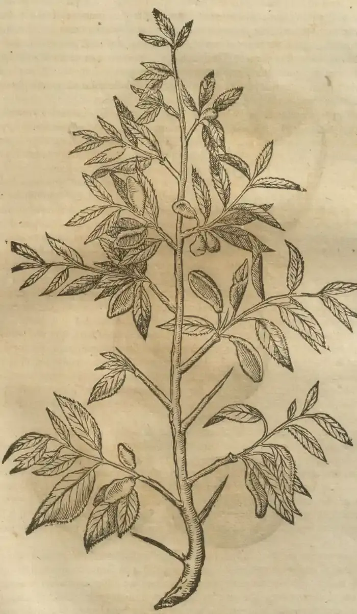 Illustration from page 713