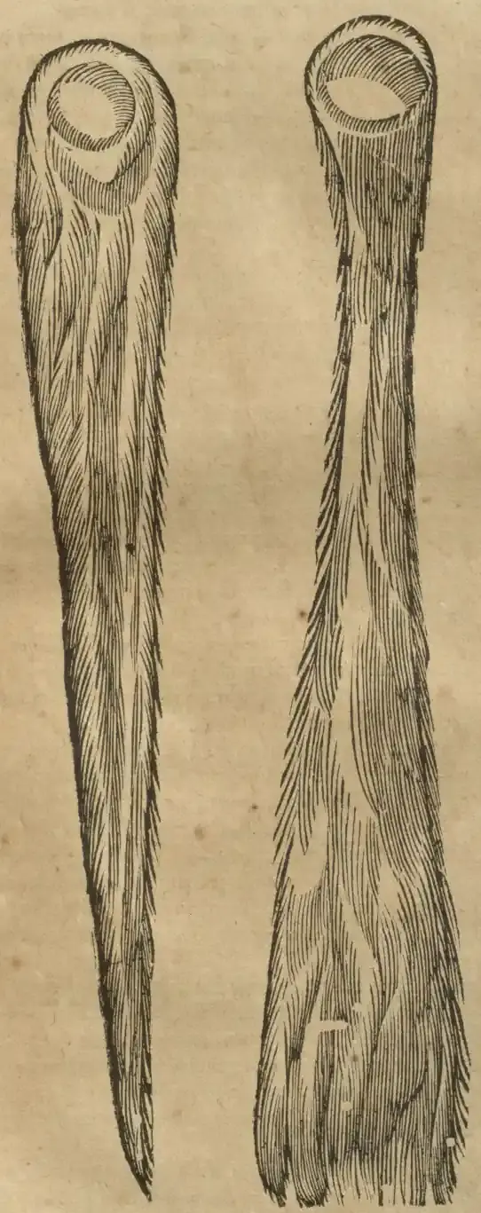 Illustration from page 727