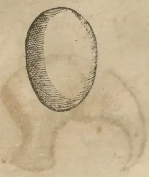 Illustration from page 6