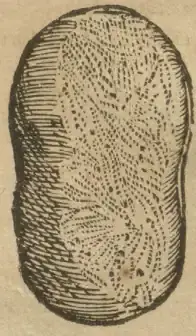 Illustration from page 11