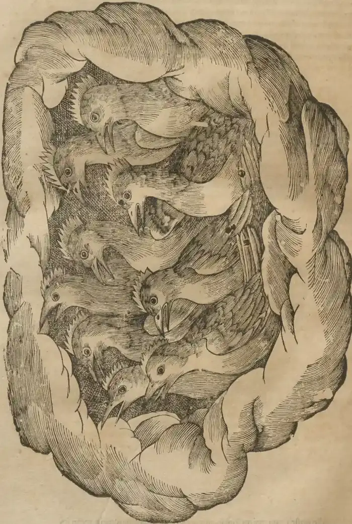 Illustration from page 14