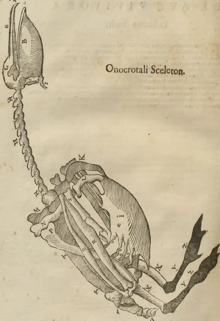 Illustration from page 20