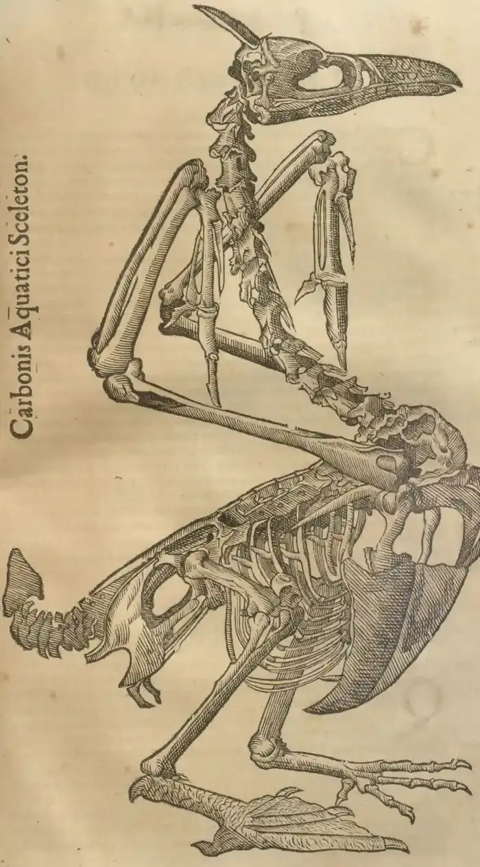 Illustration from page 0