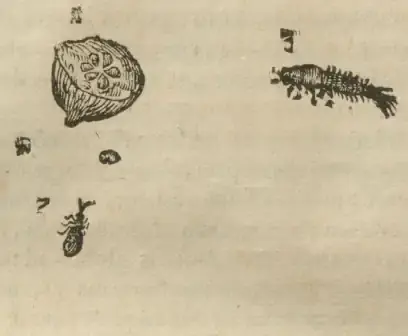 Illustration from page 30