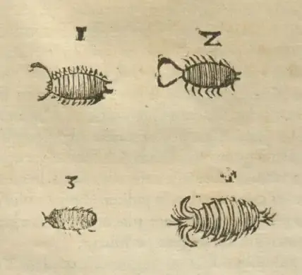 Illustration from page 31