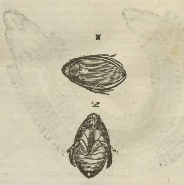 Illustration from page 34