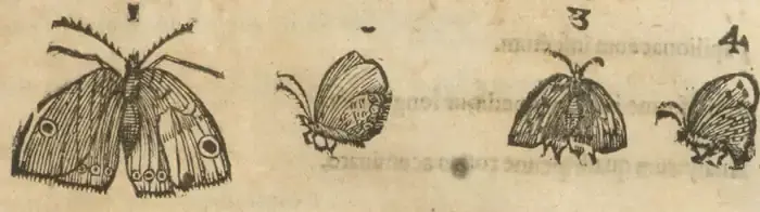 Illustration from page 37