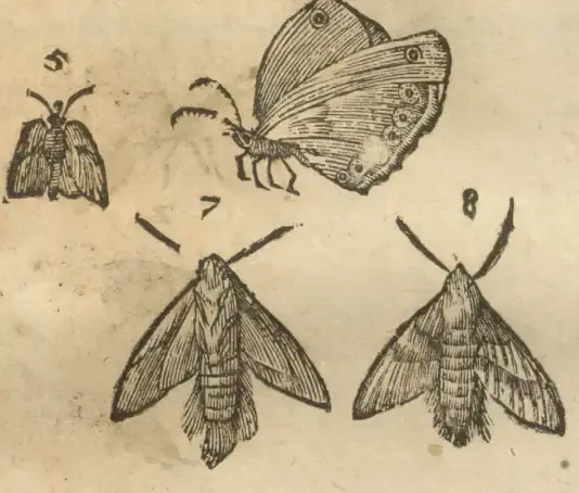 Illustration from page 37