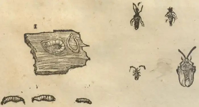 Illustration from page 37