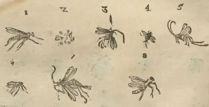 Illustration from page 42