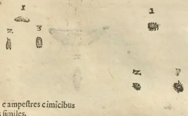 Illustration from page 43