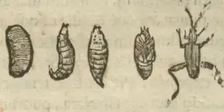 Illustration from page 43