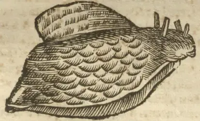 Illustration from page 45