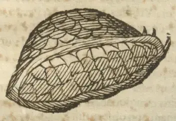 Illustration from page 45