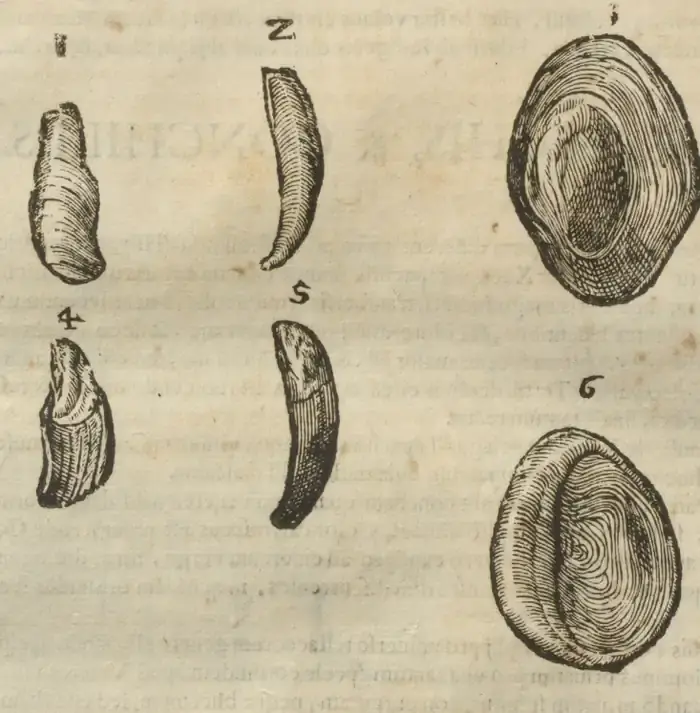 Illustration from page 50