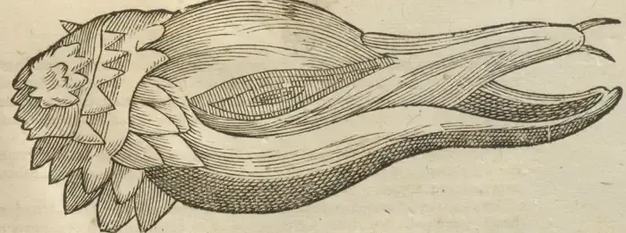 Illustration from page 51