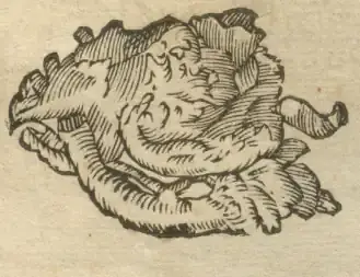 Illustration from page 53