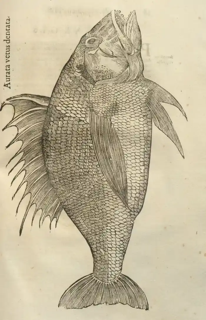 Illustration from page 0